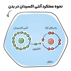 عناب میوه ای برای کاهش خطر ابتلا به سرطان !!